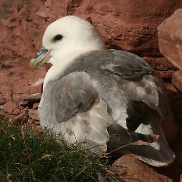 Artwork thumbnail, Fulmar by Fiona MacNab