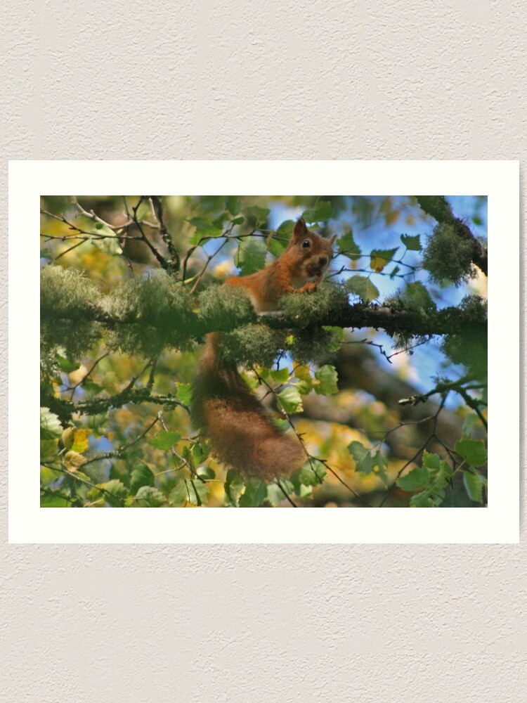 Alternate view of Red Squirrel Art Print