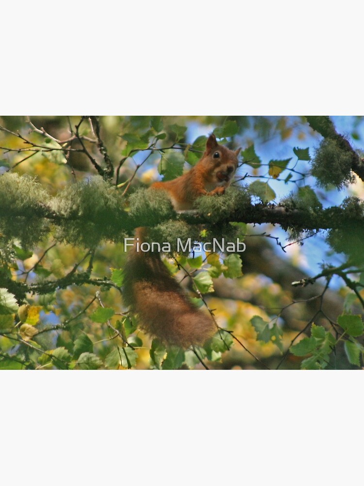 Red Squirrel by orcadia