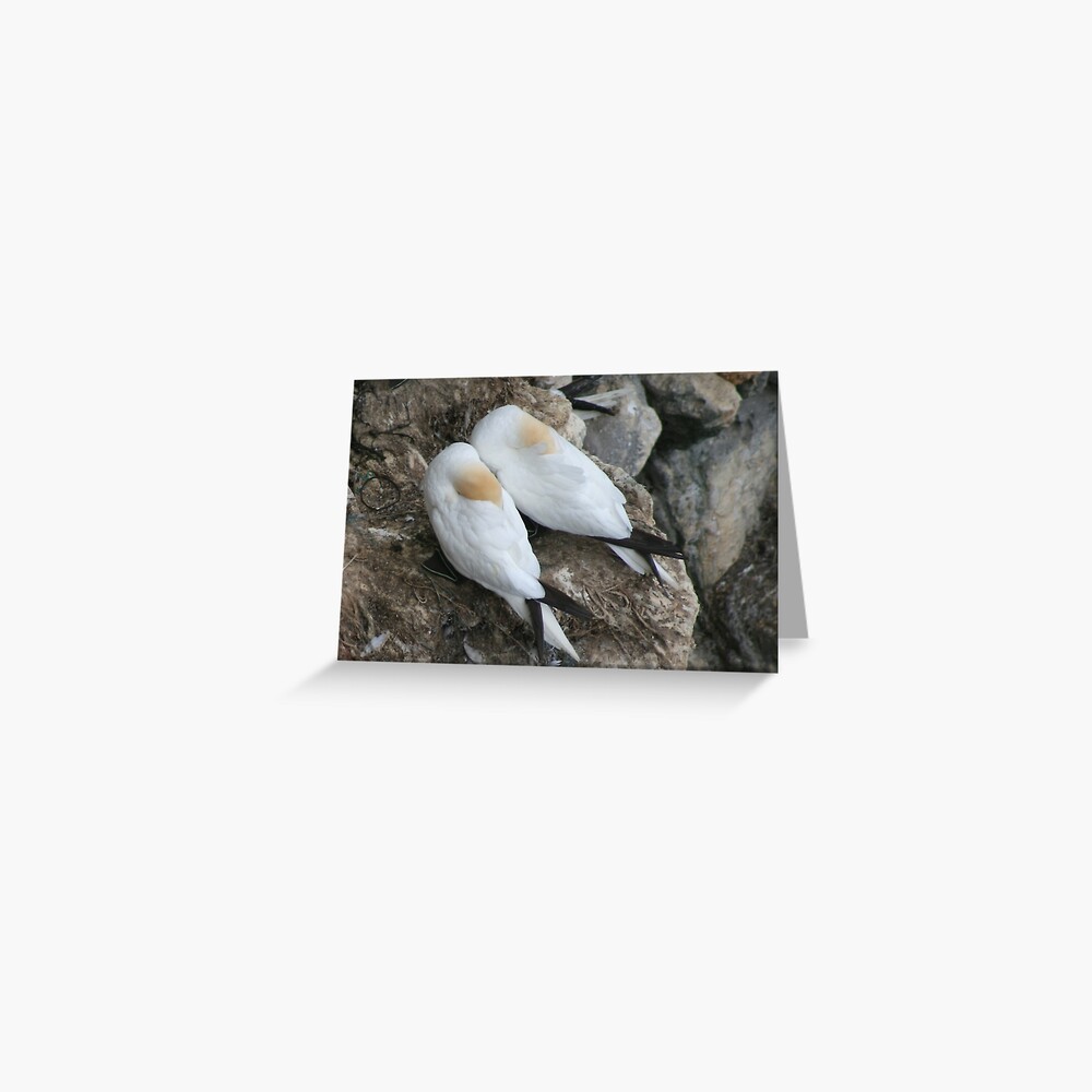 A nesting pair Greeting Card