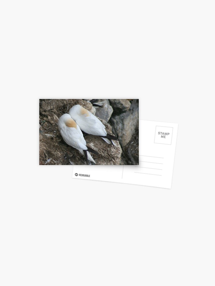 Thumbnail 1 of 2, Postcard, A nesting pair designed and sold by orcadia.
