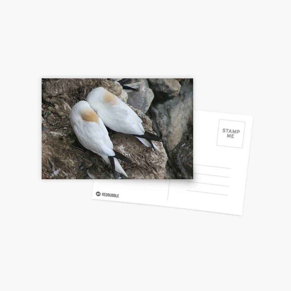 A nesting pair Postcard