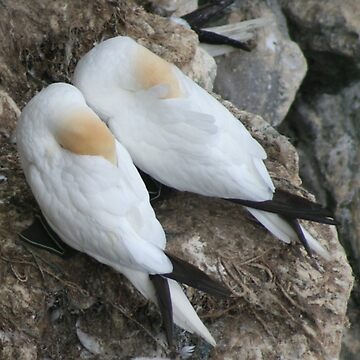 Artwork thumbnail, A nesting pair by Fiona MacNab