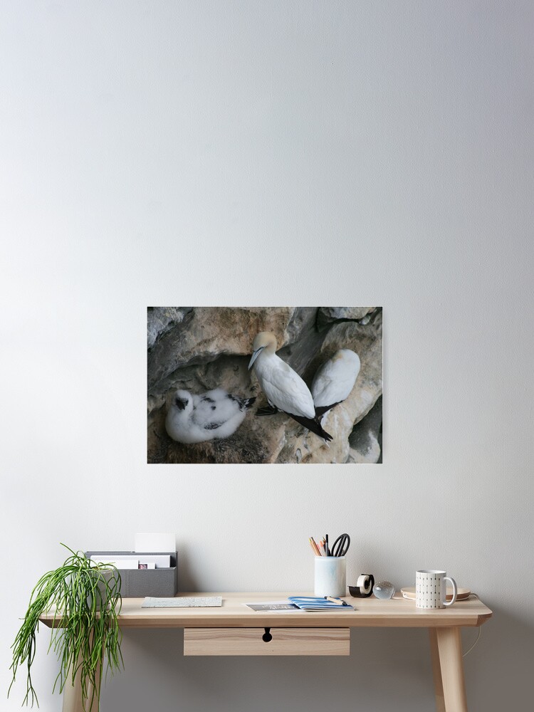Thumbnail 2 of 3, Poster, Solan geese designed and sold by orcadia.