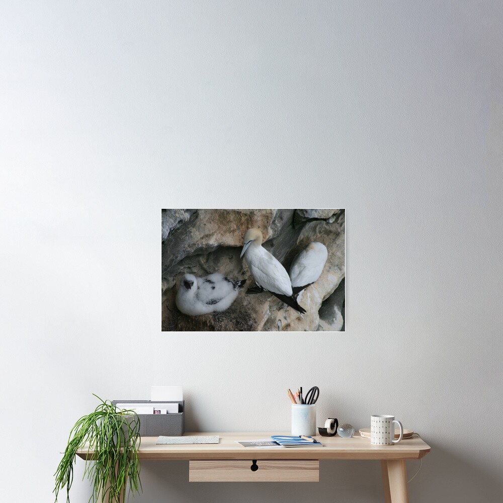 Solan geese Poster
