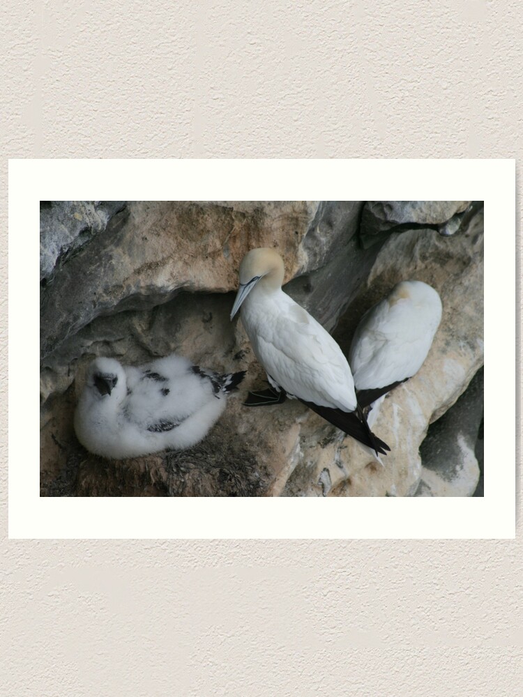 Alternate view of Solan geese Art Print