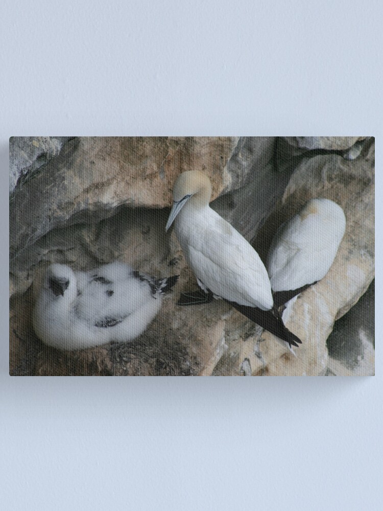 Alternate view of Solan geese Canvas Print