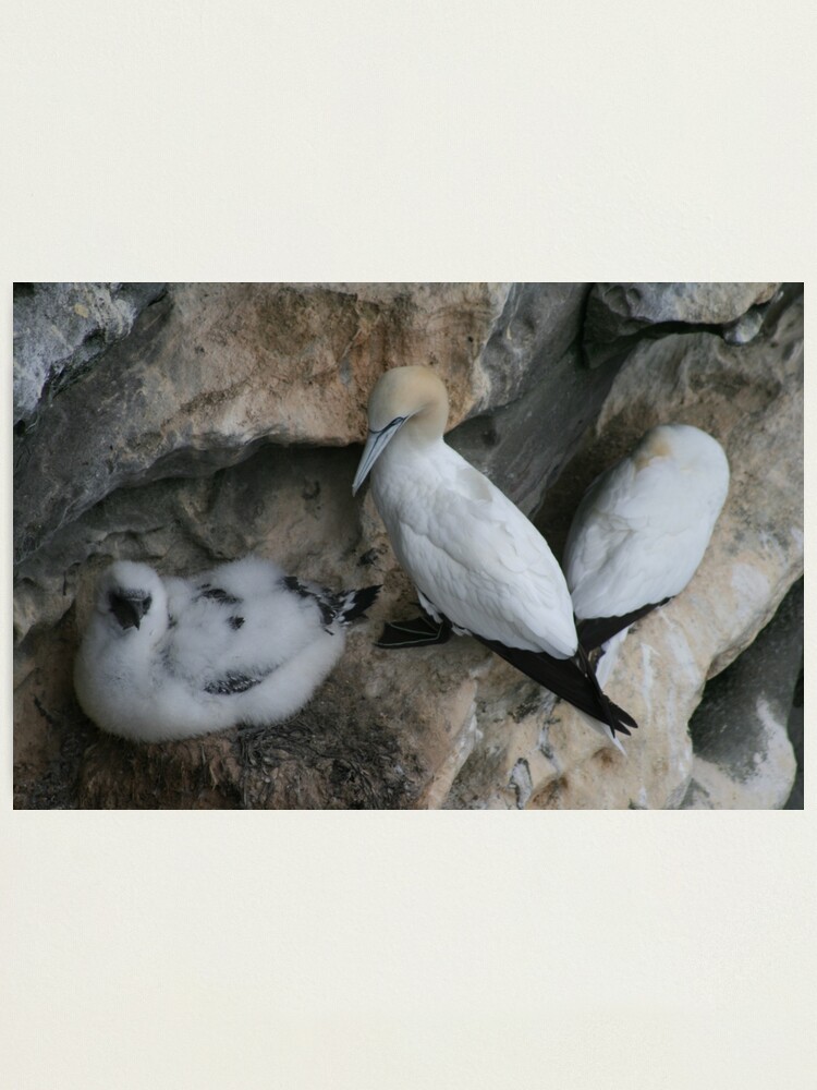 Alternate view of Solan geese Photographic Print