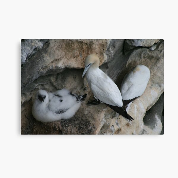 Item preview, Solan geese designed and sold by Fiona MacNab.
