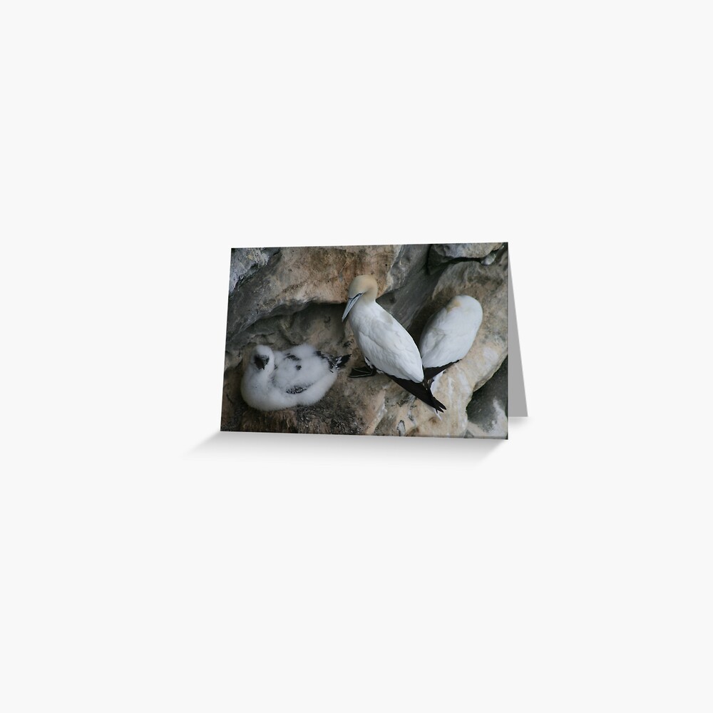 Solan geese Greeting Card