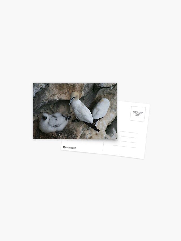 Thumbnail 1 of 2, Postcard, Solan geese designed and sold by orcadia.