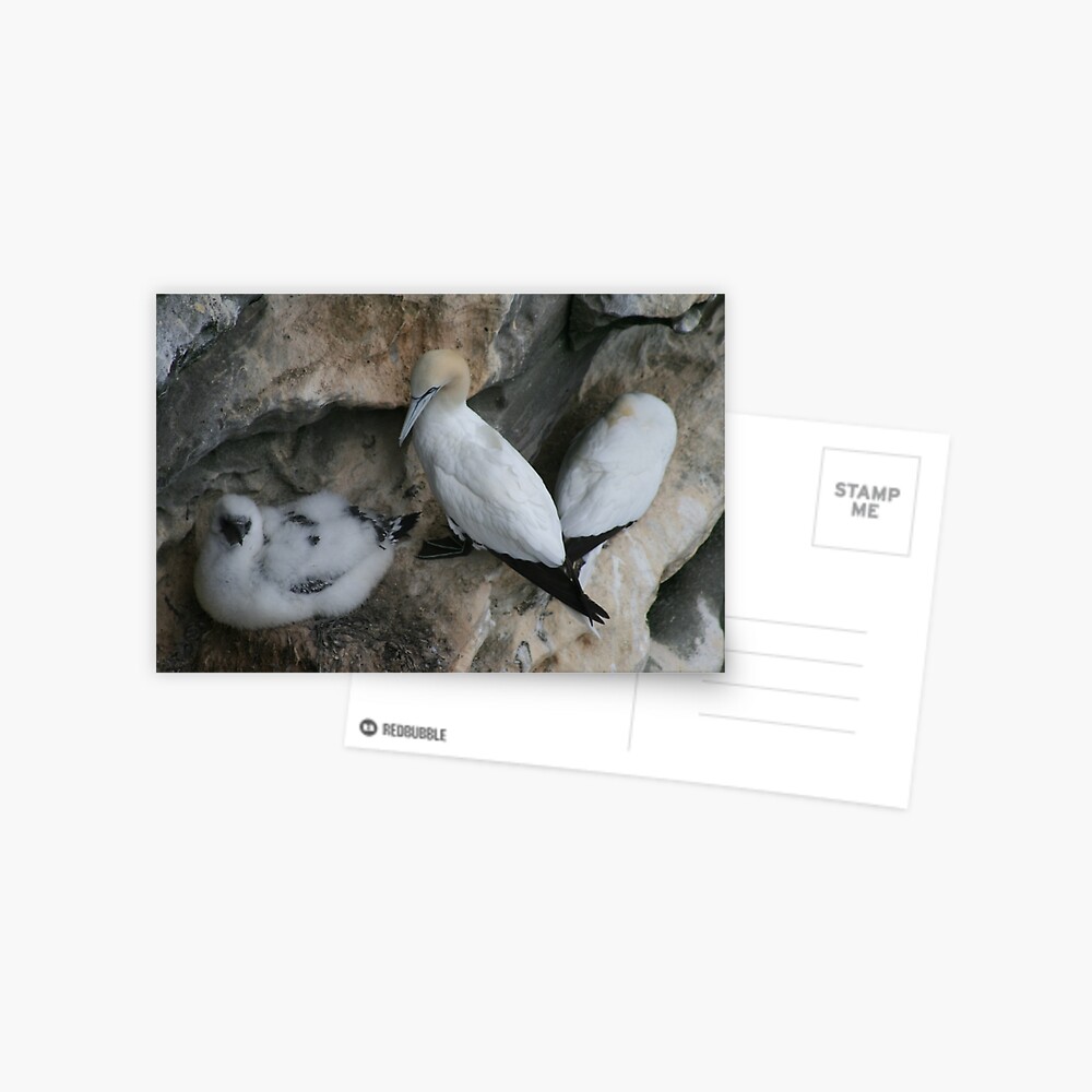 Item preview, Postcard designed and sold by orcadia.