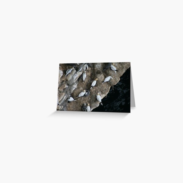 Nests Greeting Card