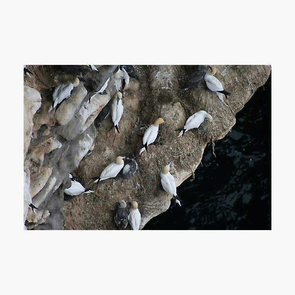 Item preview, Nests designed and sold by Fiona MacNab.