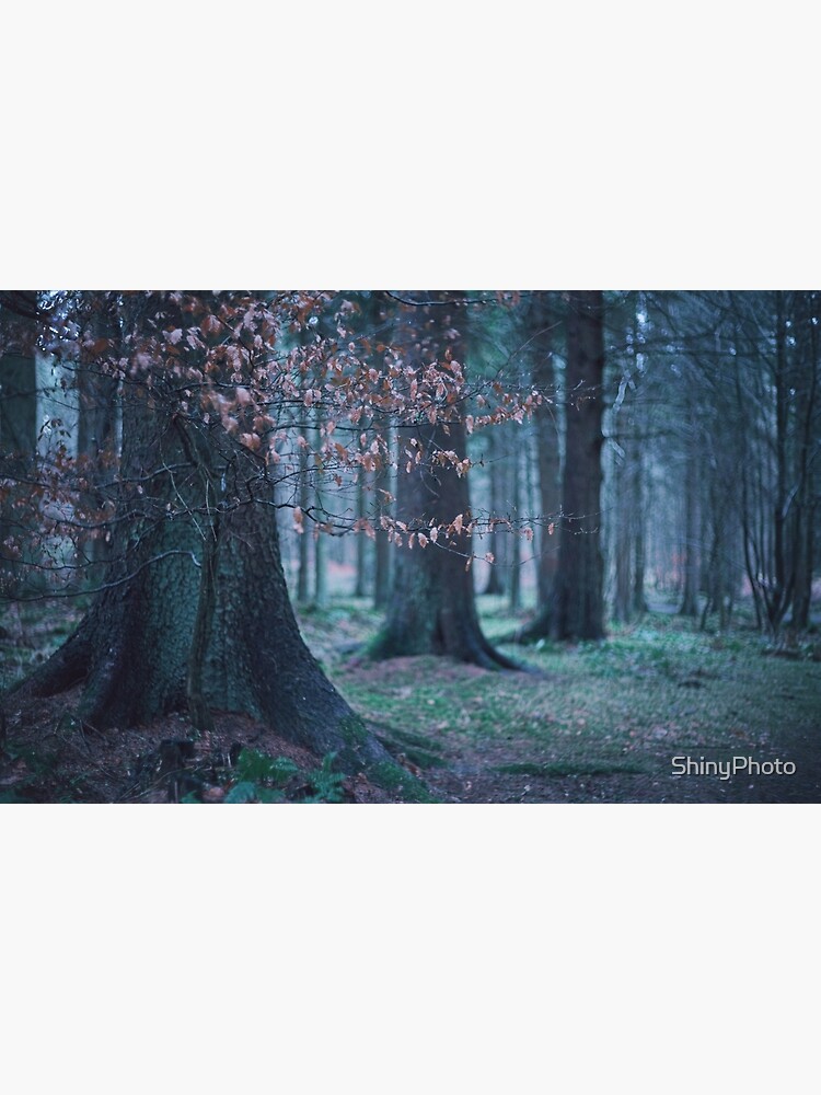 The Softness: 6: Spray of Beech Leaves by ShinyPhoto