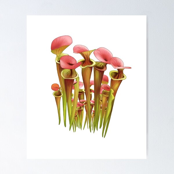 Item preview, Gardening Sarracenia Pitcher plant Carnivorous plant designed and sold by Carnivorous  Plant Club ⭐⭐⭐⭐⭐.