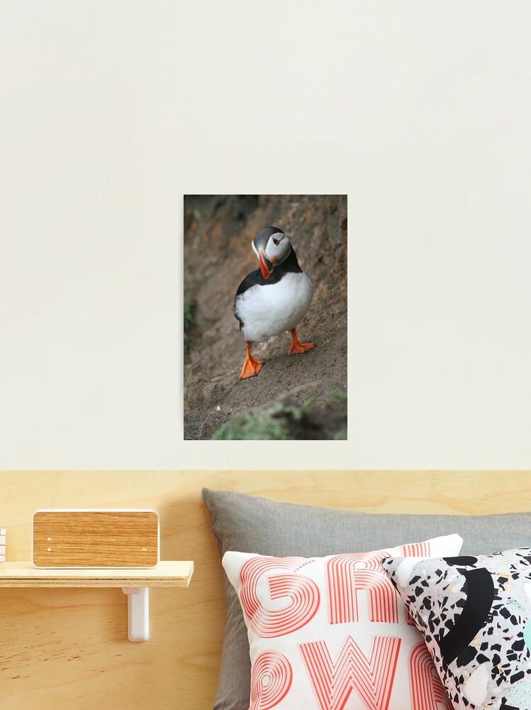 Thumbnail 2 of 3, Photographic Print, Quizzical Puffin designed and sold by orcadia.