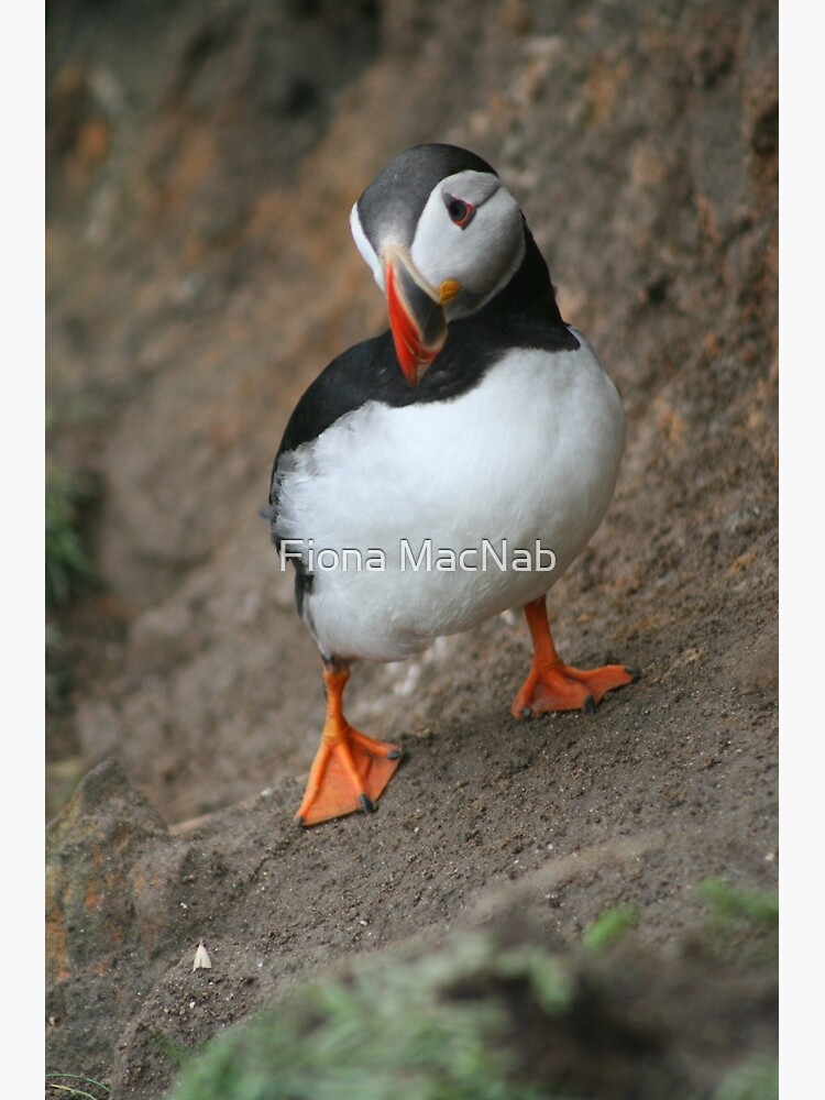 Thumbnail 3 of 3, Poster, Quizzical Puffin designed and sold by orcadia.