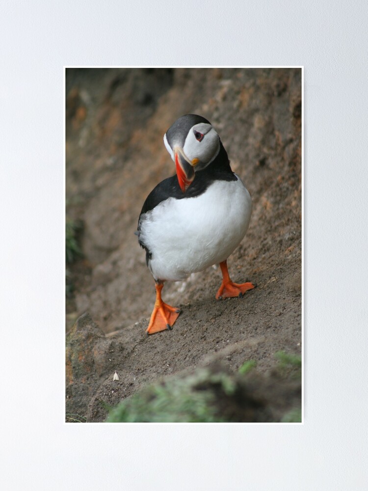 Thumbnail 1 of 3, Poster, Quizzical Puffin designed and sold by orcadia.