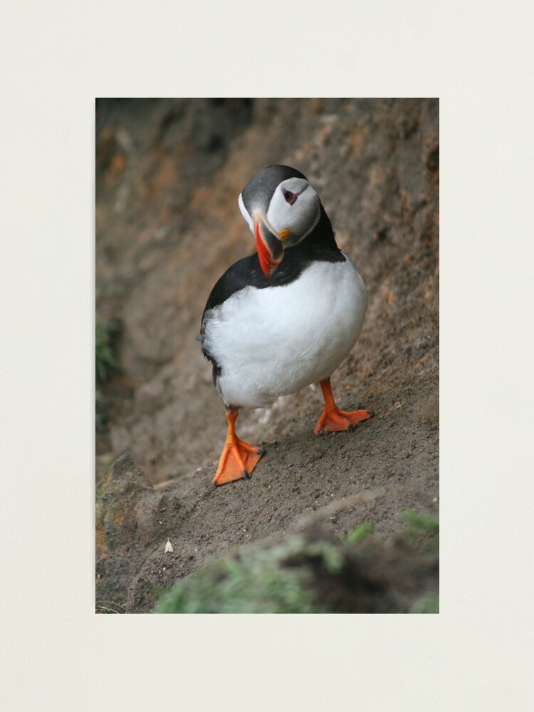 Thumbnail 1 of 3, Photographic Print, Quizzical Puffin designed and sold by orcadia.