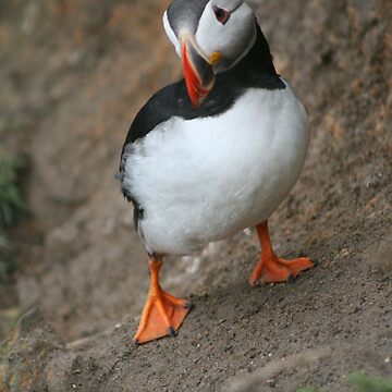 Artwork thumbnail, Quizzical Puffin by Fiona MacNab