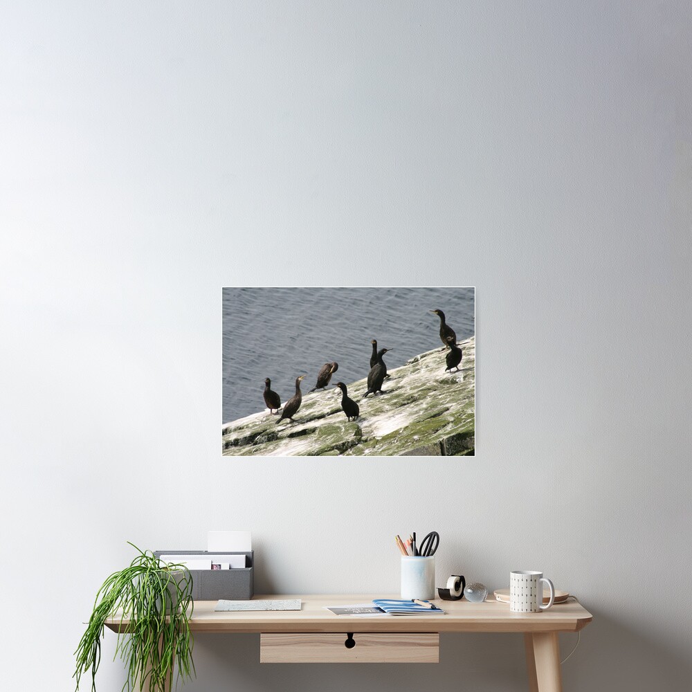Skarfies Poster