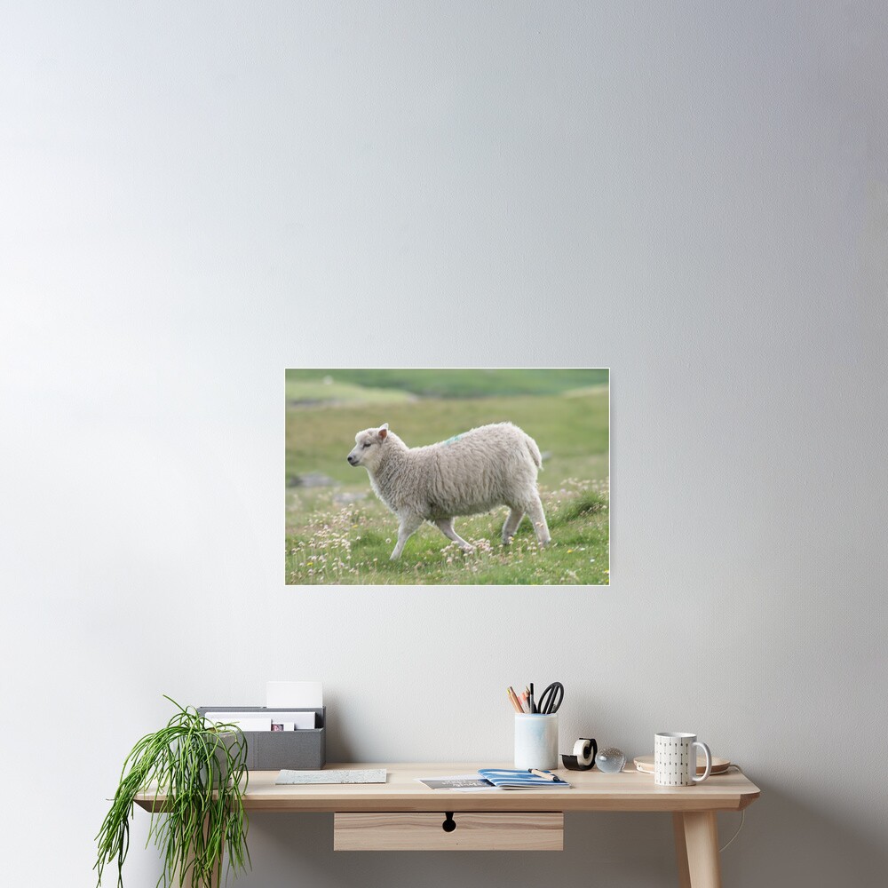 Shetland lamb Poster