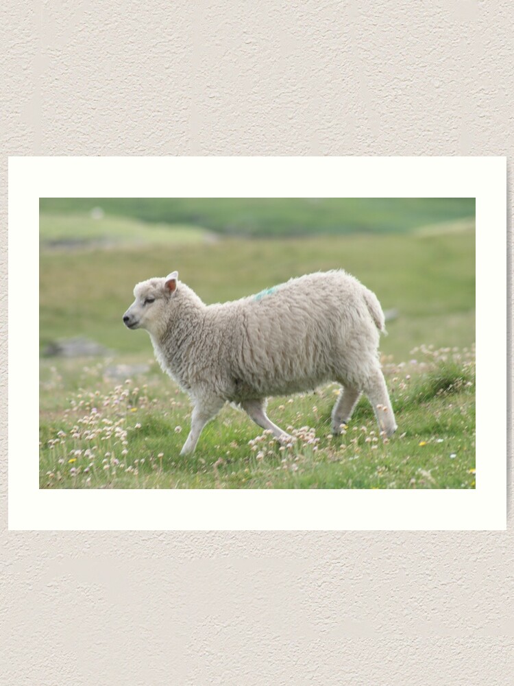 Alternate view of Shetland lamb Art Print