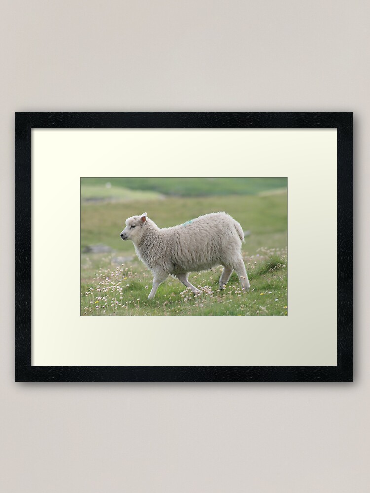 Alternate view of Shetland lamb Framed Art Print
