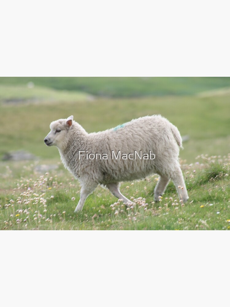 Shetland lamb by orcadia