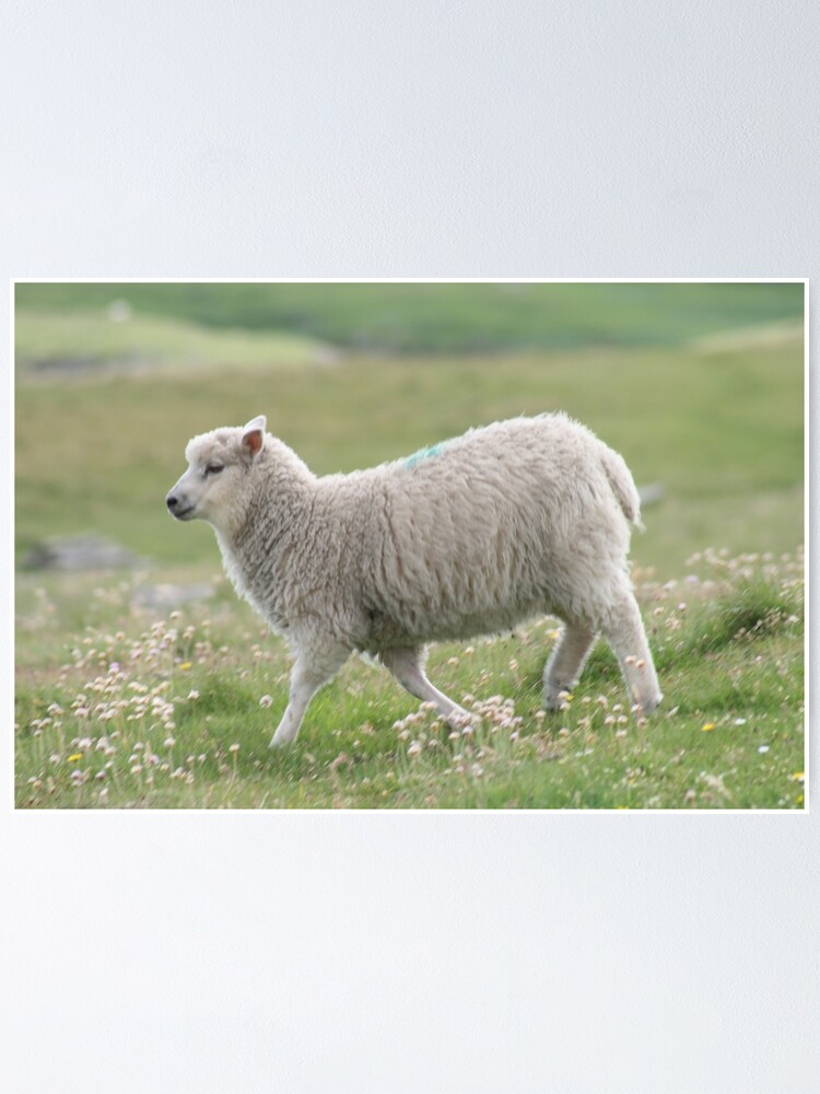 Alternate view of Shetland lamb Poster