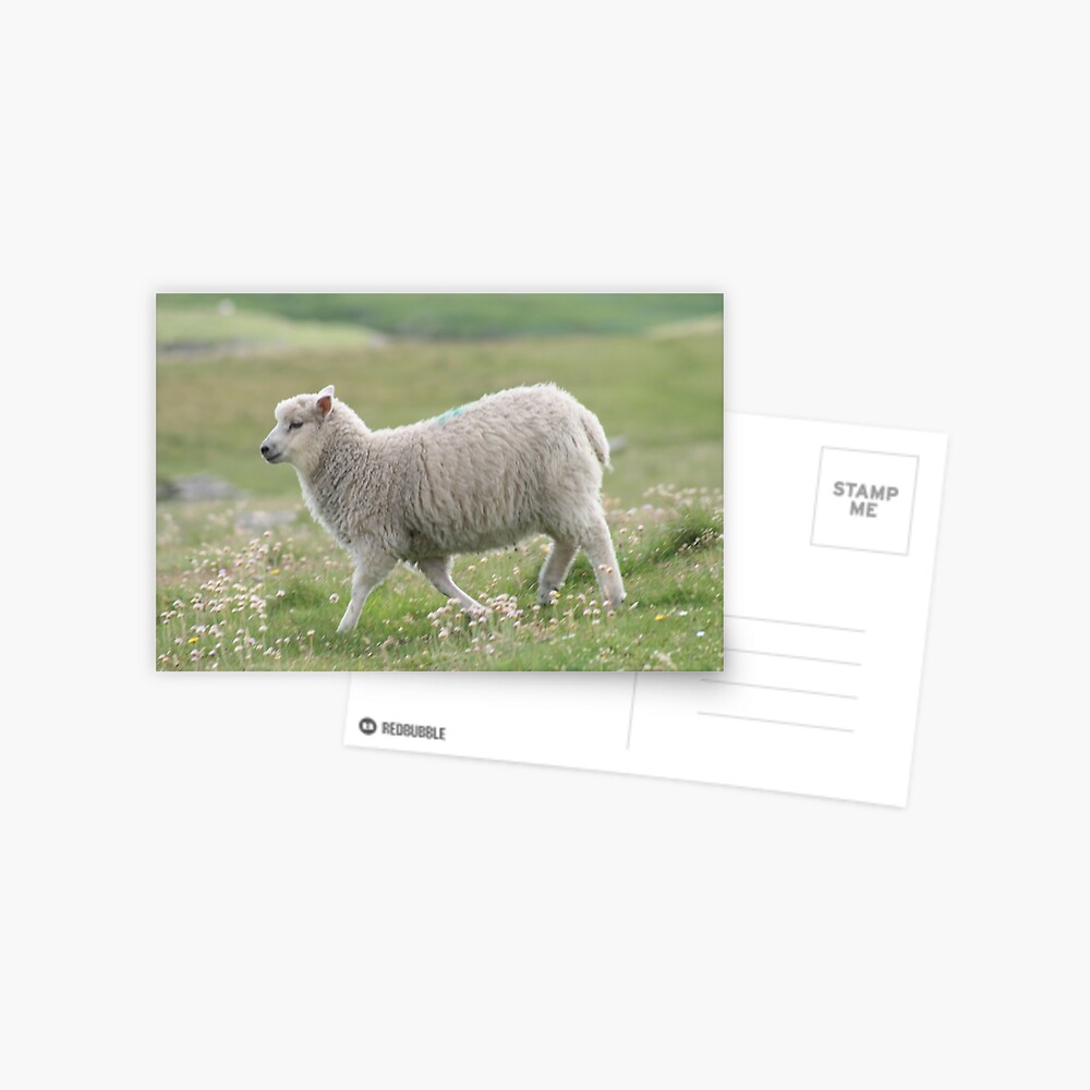 Shetland lamb Postcard