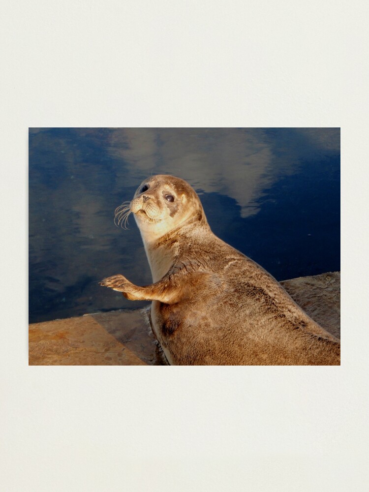 Alternate view of Who you lookin' at? Photographic Print