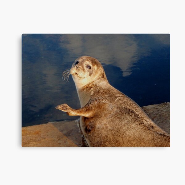 Who you lookin' at? Canvas Print