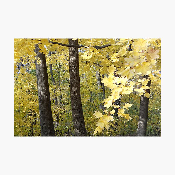 Maple Gold Photographic Print
