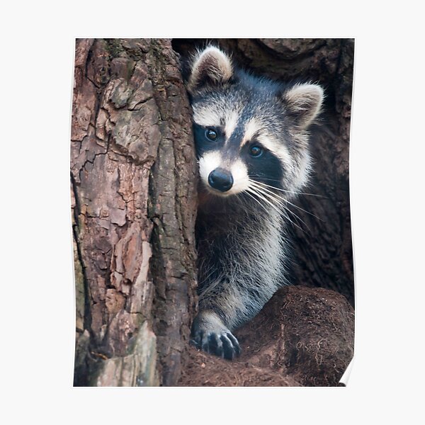 Raccoon Poster