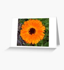 Calendula Greeting Card