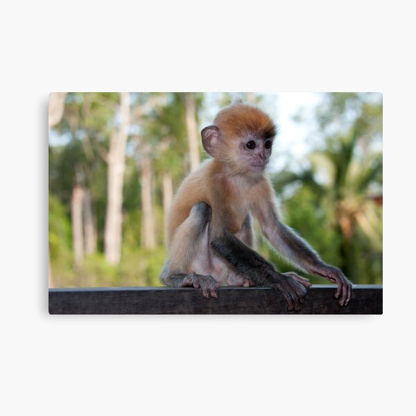 Baby Silver Leaf Monkey Canvas Print
