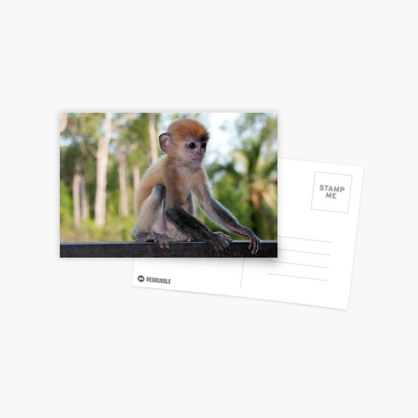 Baby Silver Leaf Monkey Postcard