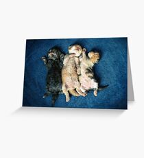 Just being this cute is completely exhausting! Greeting Card