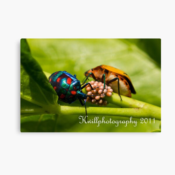 Mother & Father Care Canvas Print