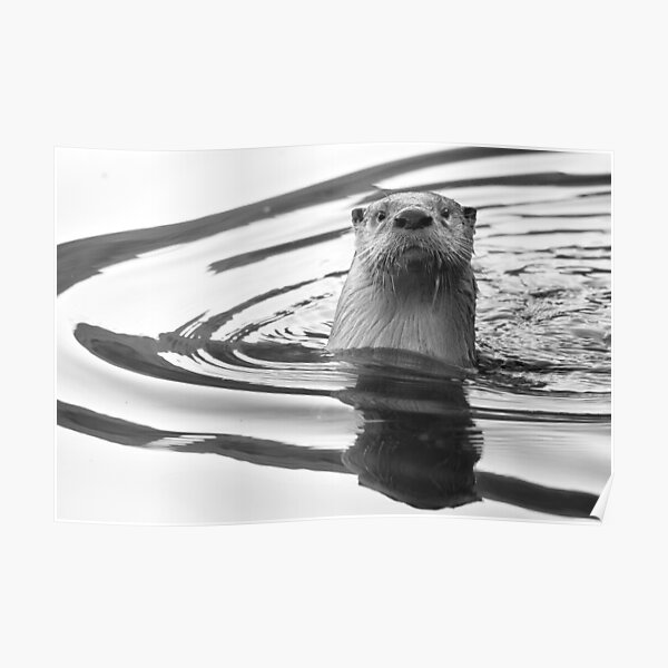 Otter in the Water Poster