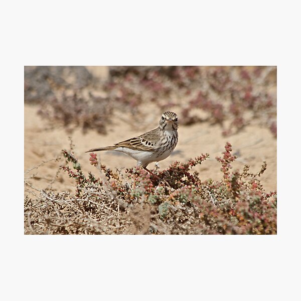 Item preview, Pretty Pipit designed and sold by dilouise.