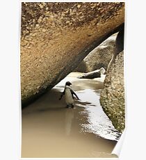 Jackass Penguin Poster