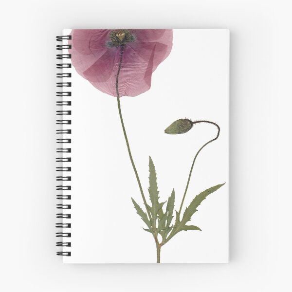 Item preview, Poppy, corn poppy, flowers, poppy, herbarium, nature, plant, flower designed and sold by tribesymbols.