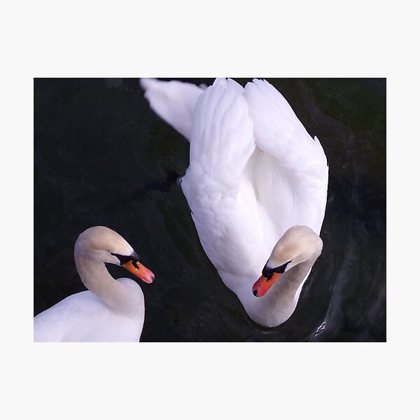Mute Swans Photographic Print