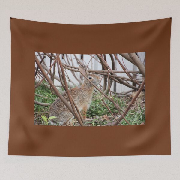 Item preview, Wary Rabbit designed and sold by Autumn Seas Photography.