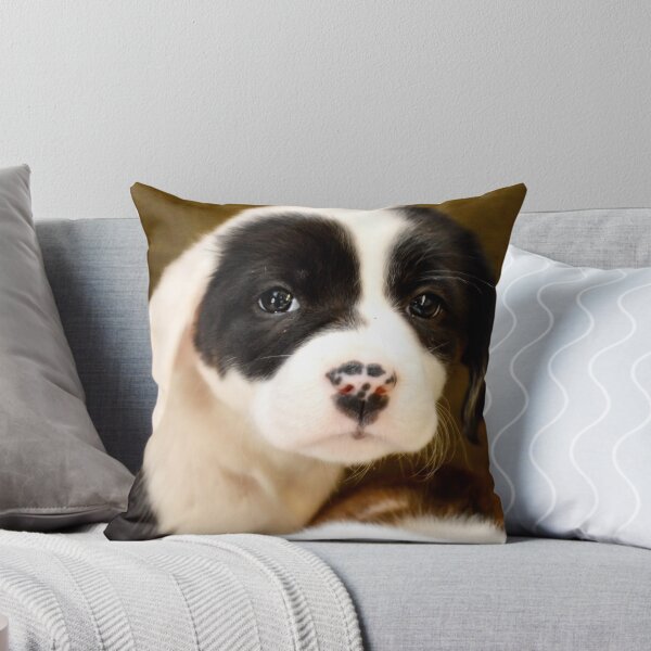 Item preview, Cute Spots on Nose  Border Collie Mix  designed and sold by Peggy Franz Animal and Rescue Photography.