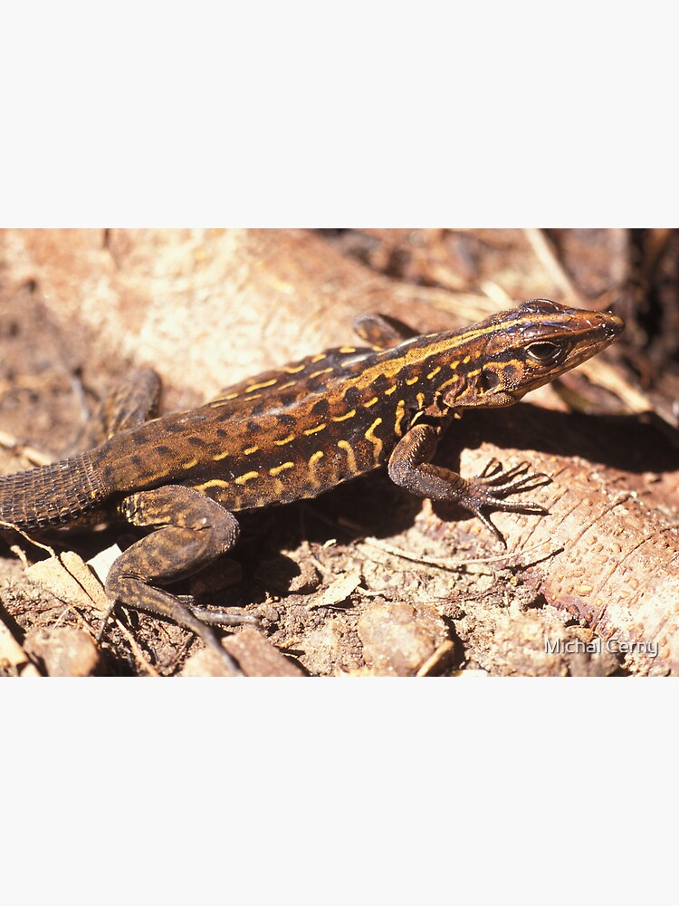 "Middle American Ameiva, Central American Whiptail, Or Tiger Ameiva ...