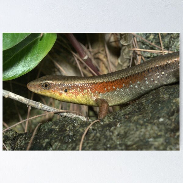 Item preview, East Indian Brown Mabuya (Eutropis multifasciata), Thailand designed and sold by Michal Cerny.